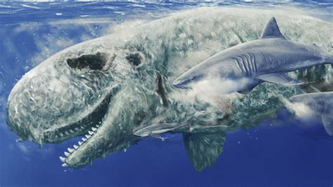 megalodon vs livyatan|dead megalodon shark found.
